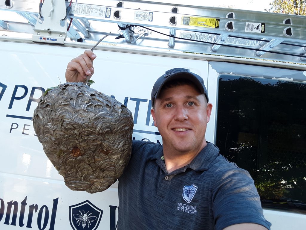 how do hornets make their nests