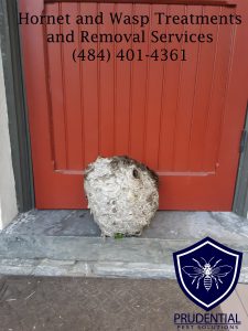 hornet nest treatment and removal