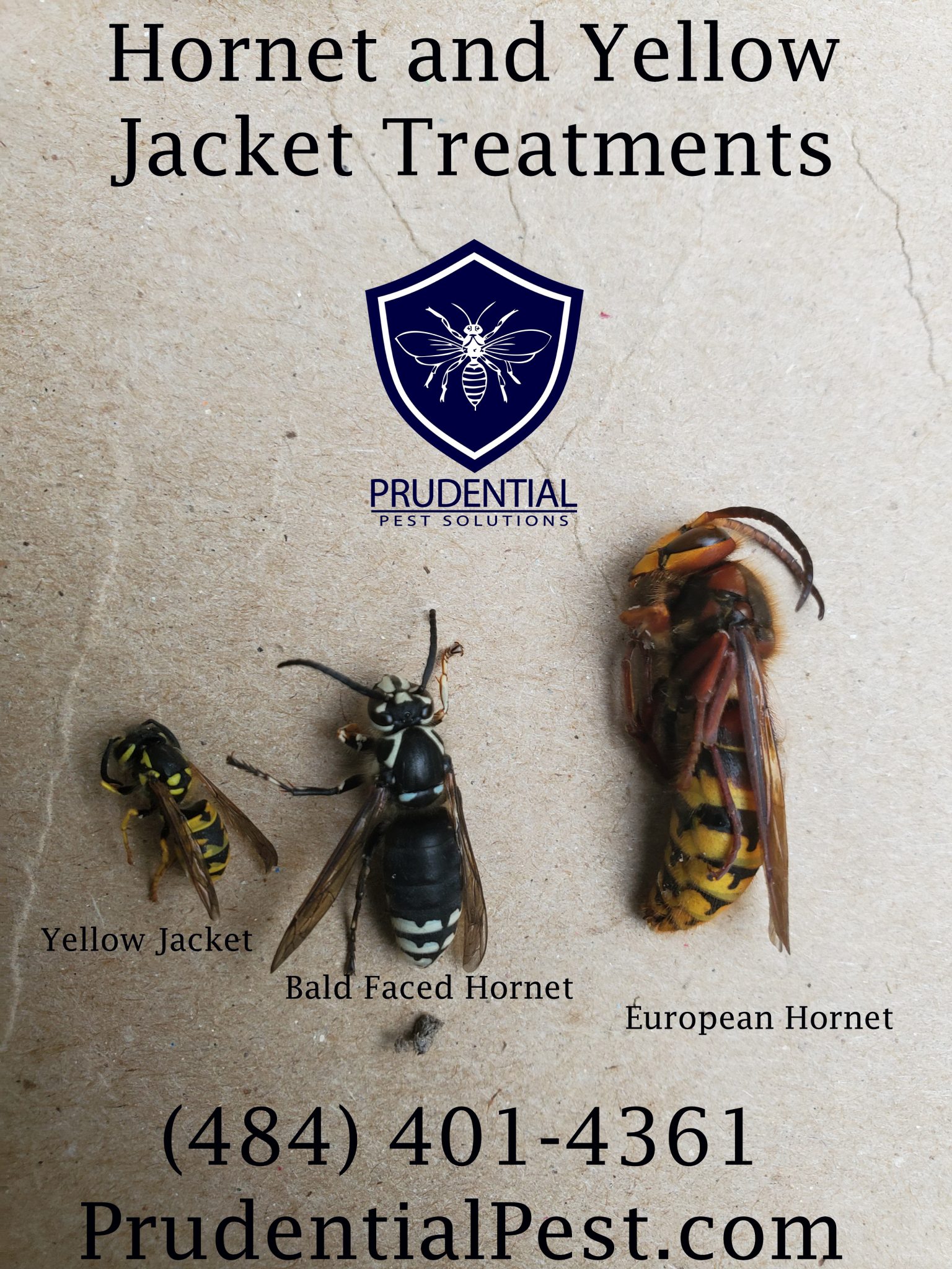 hornet and wasp removal experts