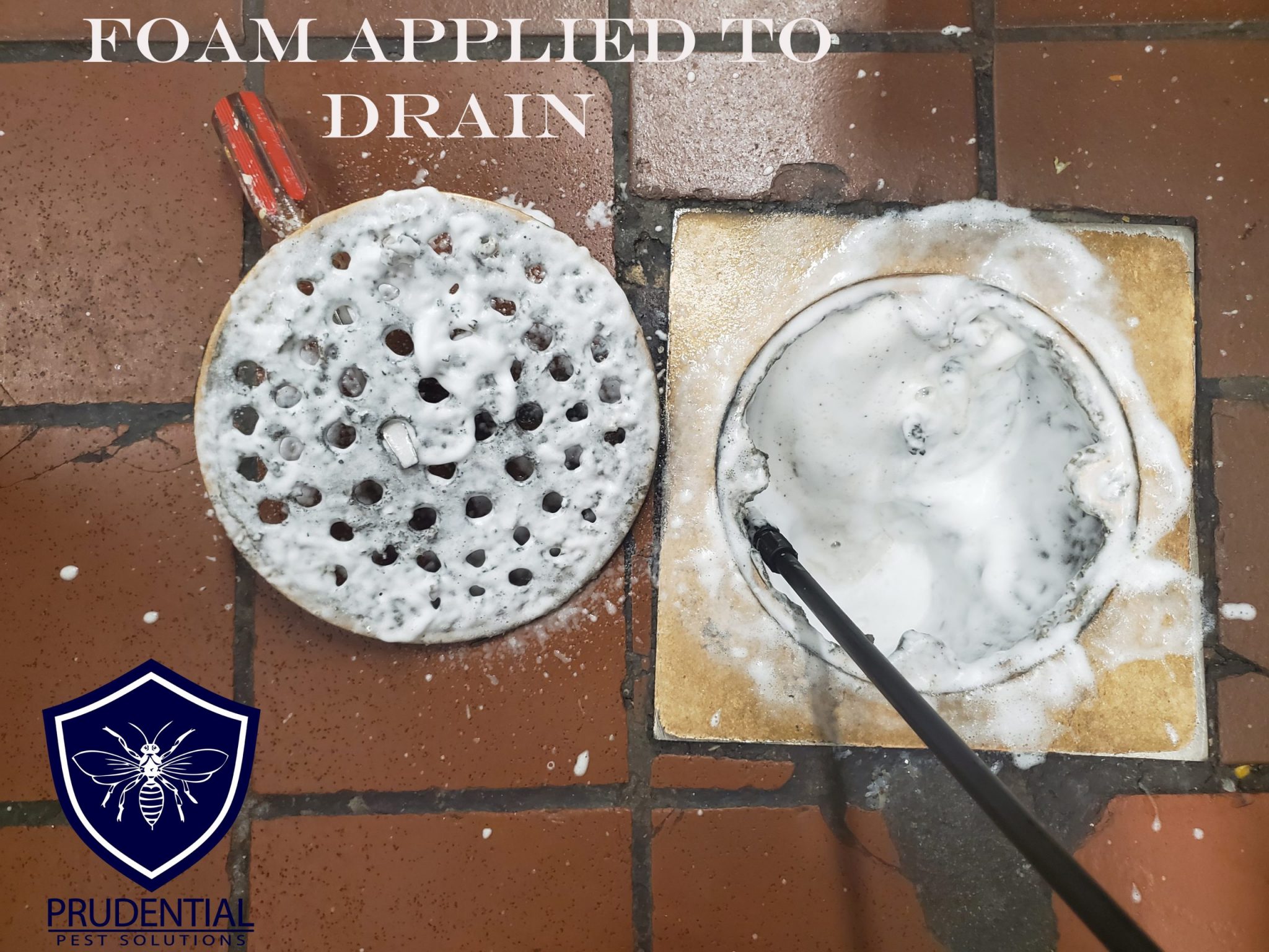 Commercial Drain Foaming Service Prudential Pest Solutions