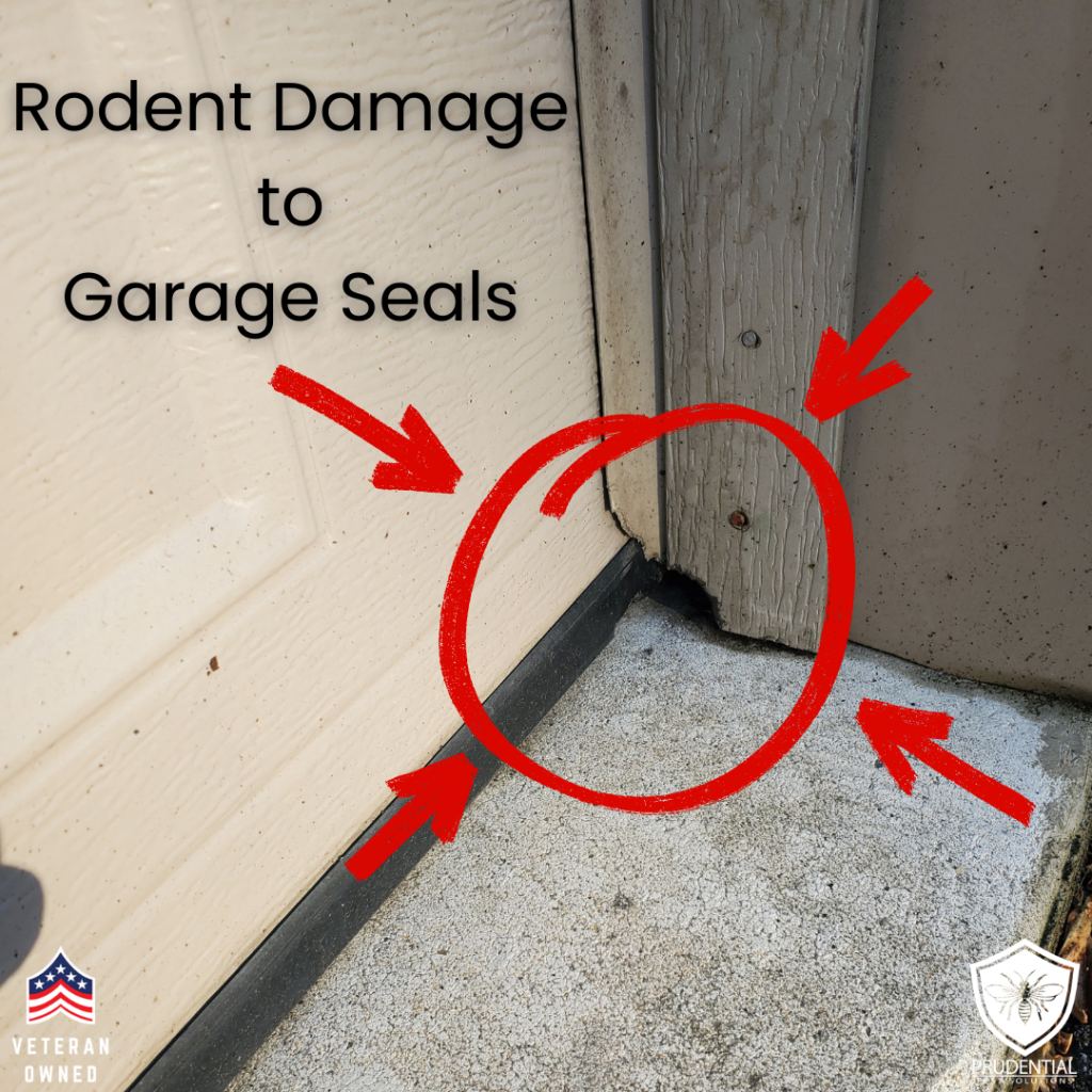 mouse damage to the sides of a garage door allowing mice and pests to enter