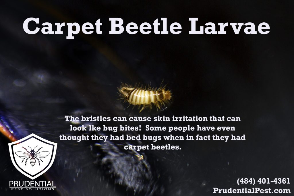 Carpet Beetle Treatments - Prudential Pest Solutions