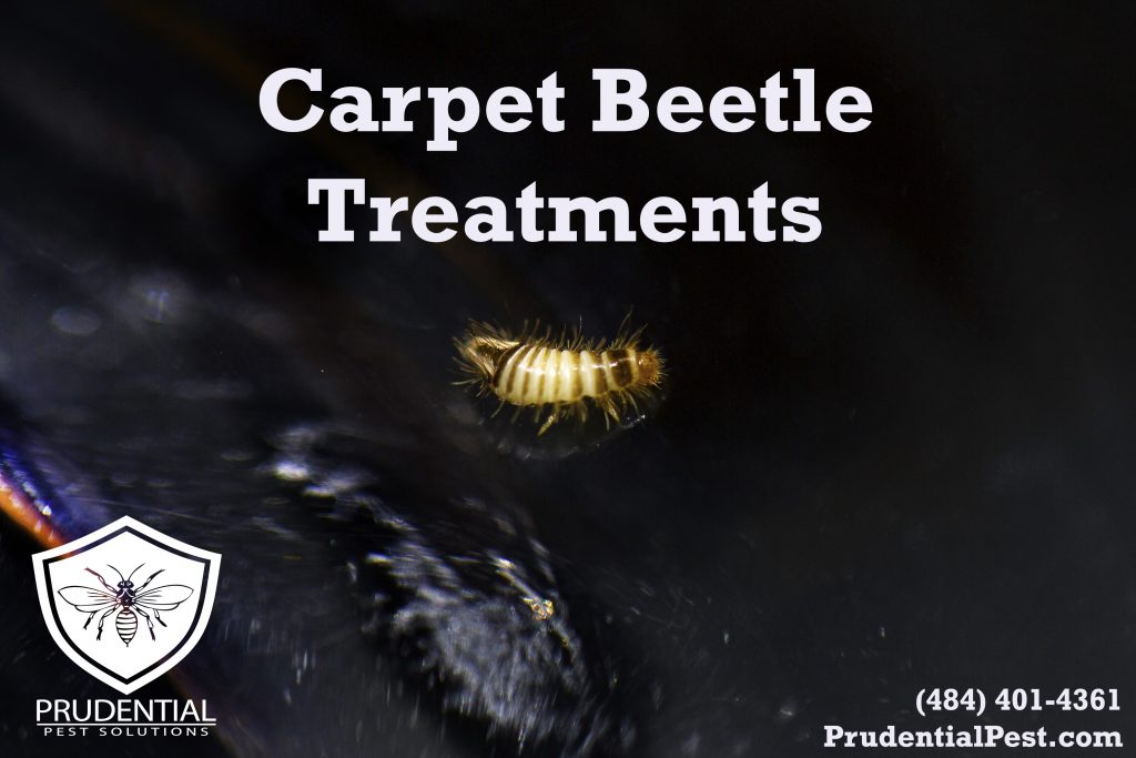 Controlling Carpet Beetles