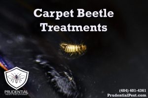 carpet beetle treatments