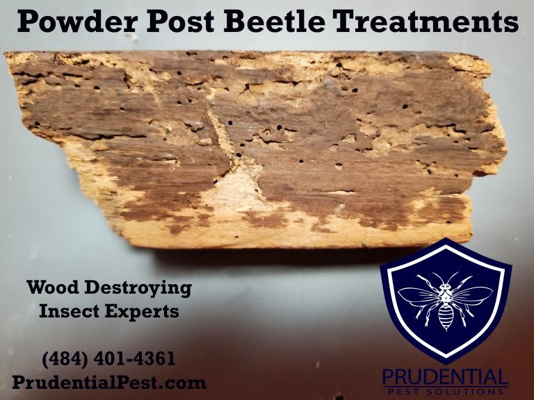 Powder Post Beetle Treatments Prudential Pest Solutions