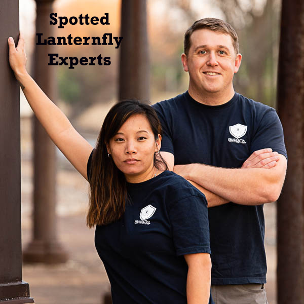 spotted lanternfly experts