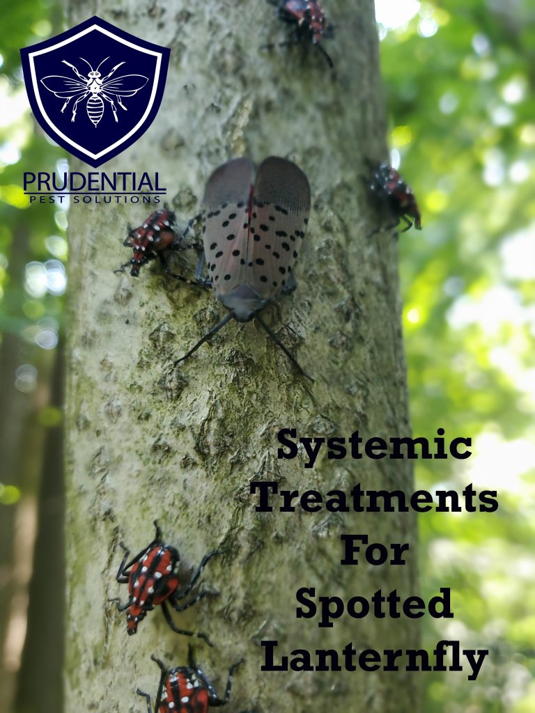 systemic treatments spotted lanternfly