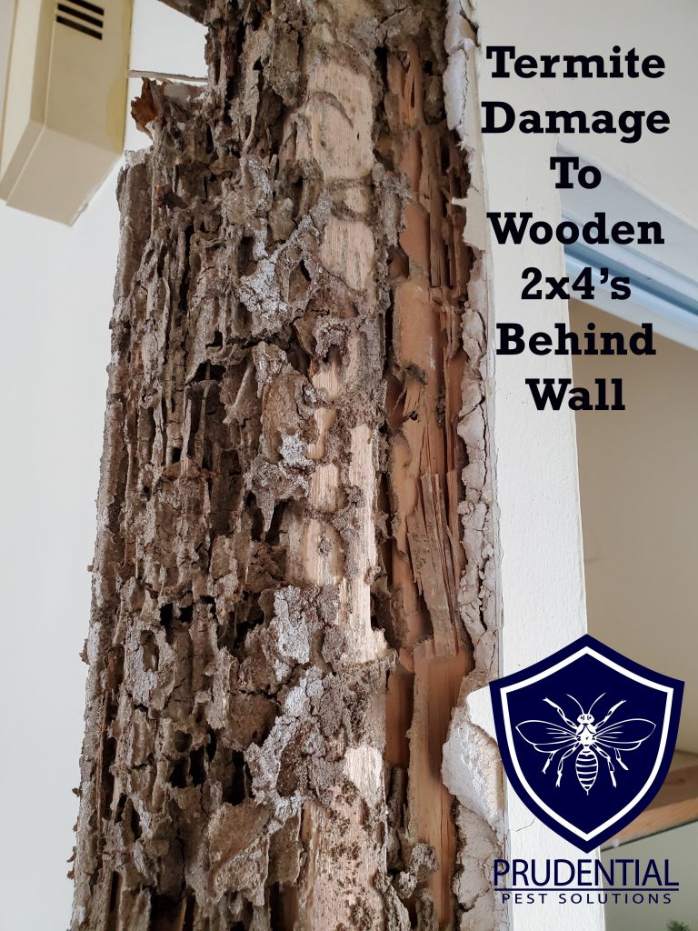 Termite Damage