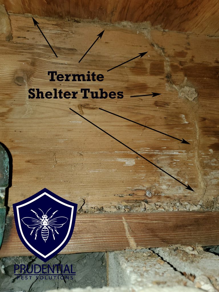 Termite Shelter Tubes