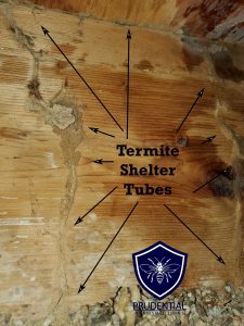 Termite Mud Shelter Tubes