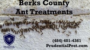 Berks County Ant Treatments