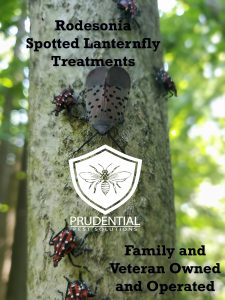 robesonia spotted lanternfly treatments