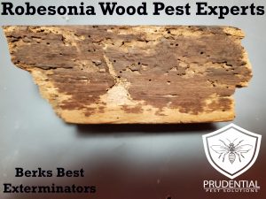 robesonia wood pest experts