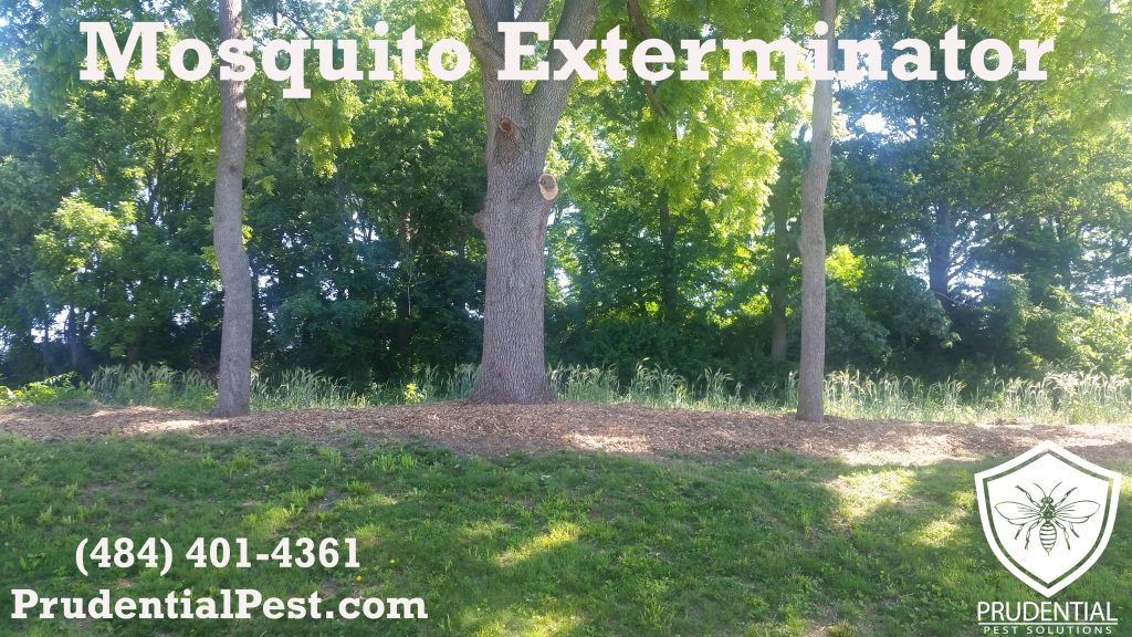 mosquito exterminator