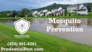 mosquito prevention