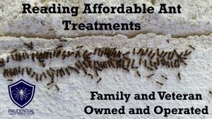 reading affordable ant treatments