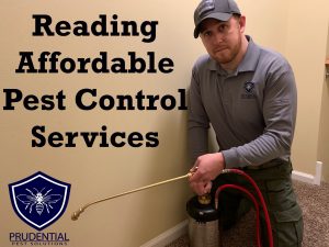 reading affordable pest control services