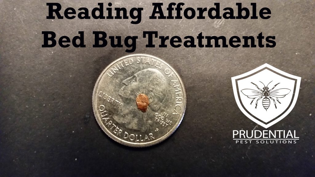 reading affordable bed bug treatments