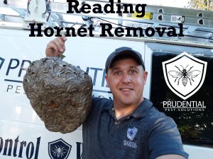 reading hornet removal