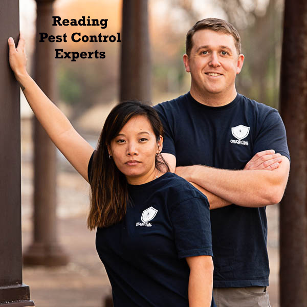 reading pest control experts