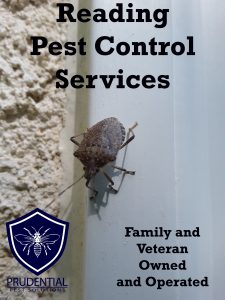 reading pest control services