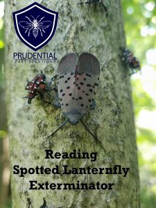 reading spotted lanternfly exterminator