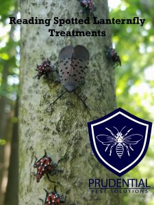 reading spotted lanternfly treatments