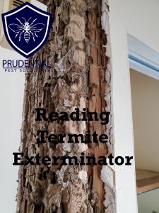 reading termite exterminator