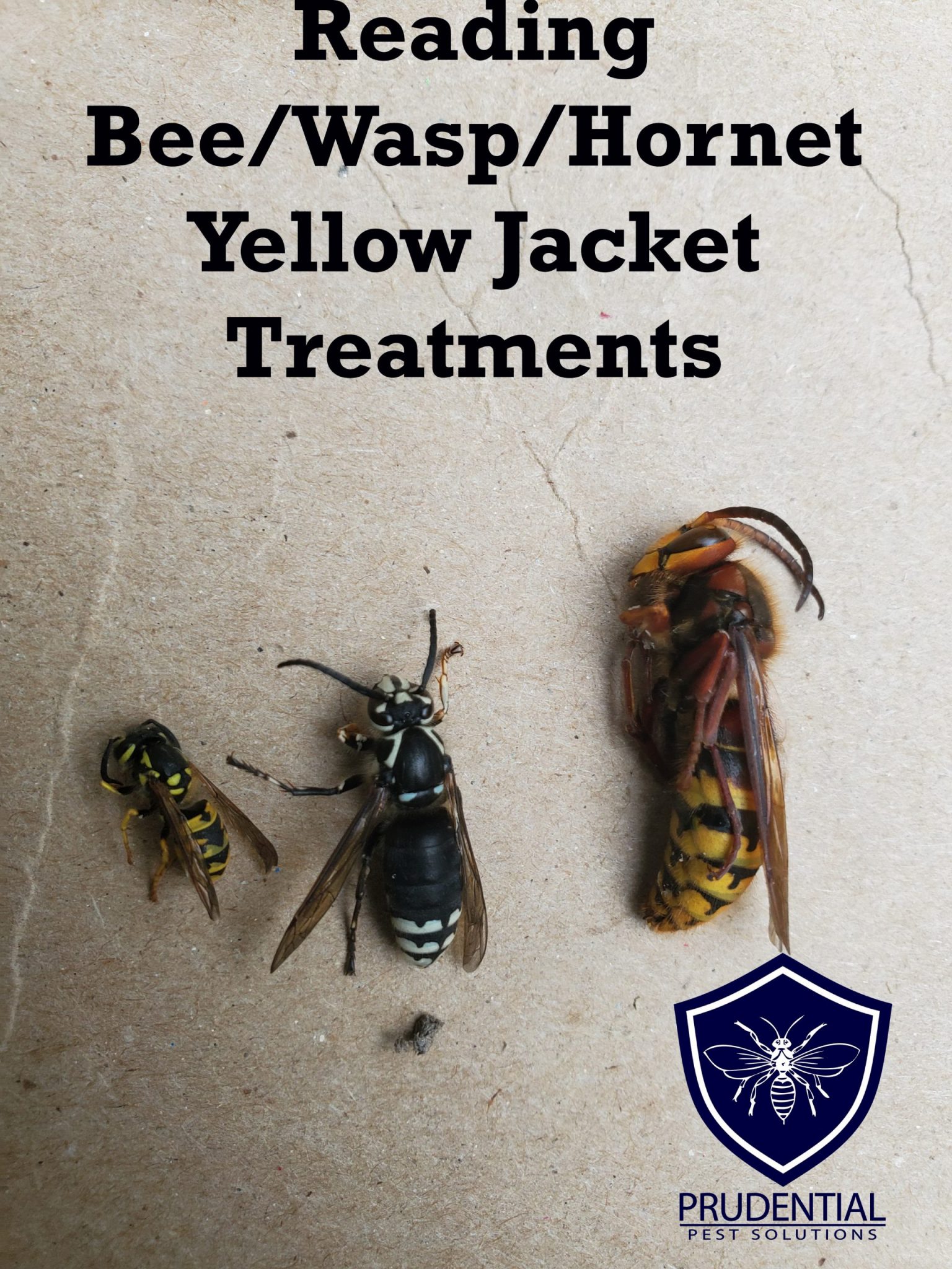 Yellow Jacket Nest Attic Reading PA Prudential Pest Solutions