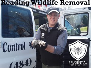 reading wildlife removal