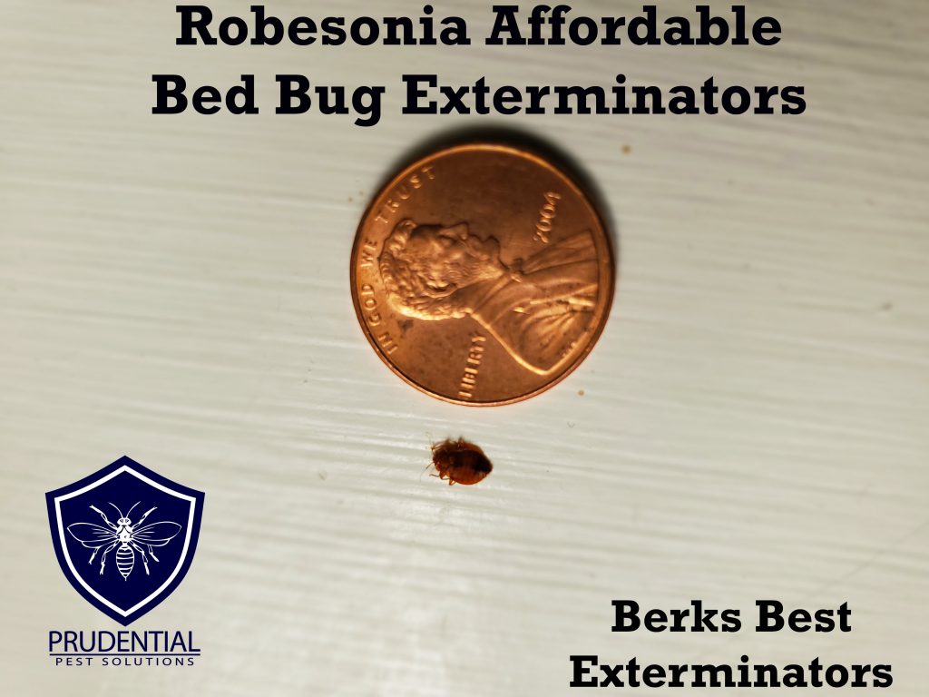 robesonia affordable bed bug extermintors