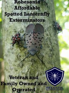robesonia affordable spotted lanternfly exterminator