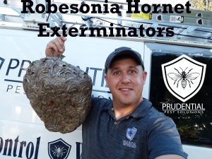 robesonia hornet exterminator