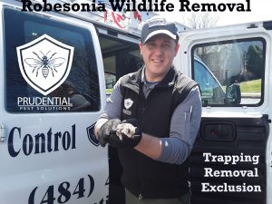 robesonia wildlife removal