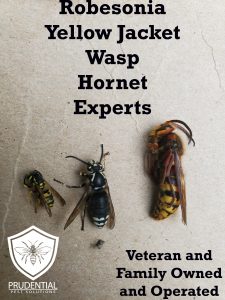 robesonia yellow jacket wasp hornet expert