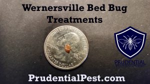 wernersville bed bug treatments