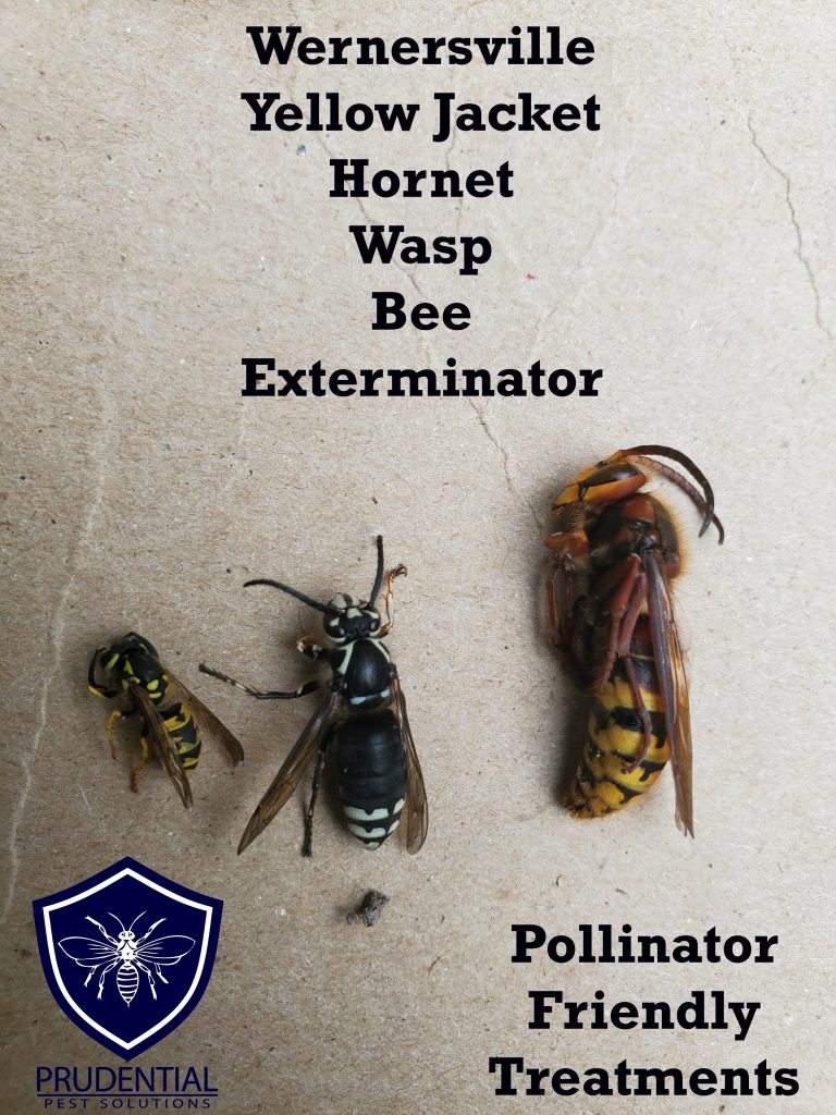wernersville bee hornet yellow jacket exterminator