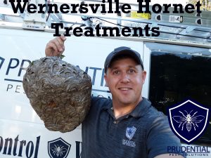 wernersville hornet treatments