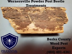 wernersville powder post beetle treatments