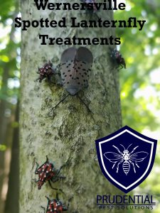 wernersville spotted lanternfly treatments