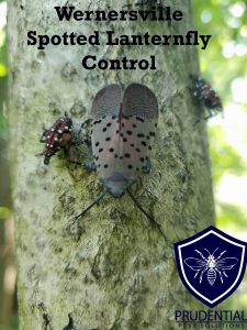 wernersville spotted lanternfly control