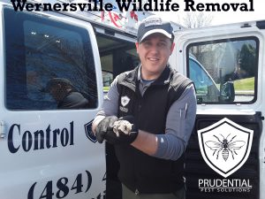 wernersville wildlife removal