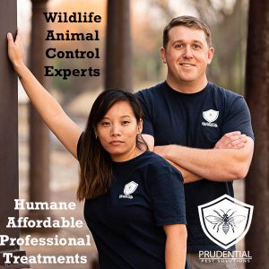 wildlife animal control experts