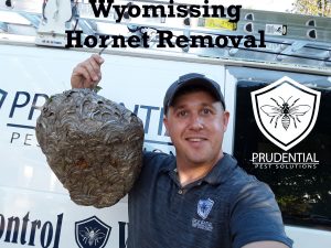 wyomissing hornet treatments and removal