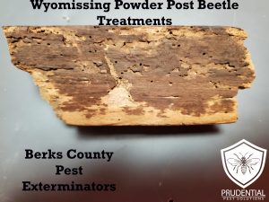 wyomissing powder post beetle treatments