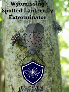 wyomissing spotted lanternfly exterminators