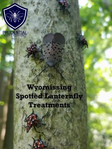 wyomissing spotted lanternfly treatments