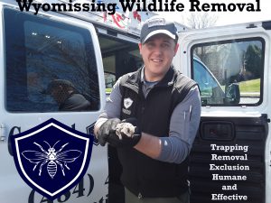 wyomissing wildlife removal and trapping