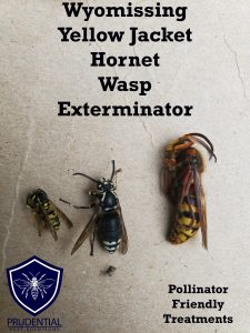 wyomissing yellow jacket hornet wasp exterminator