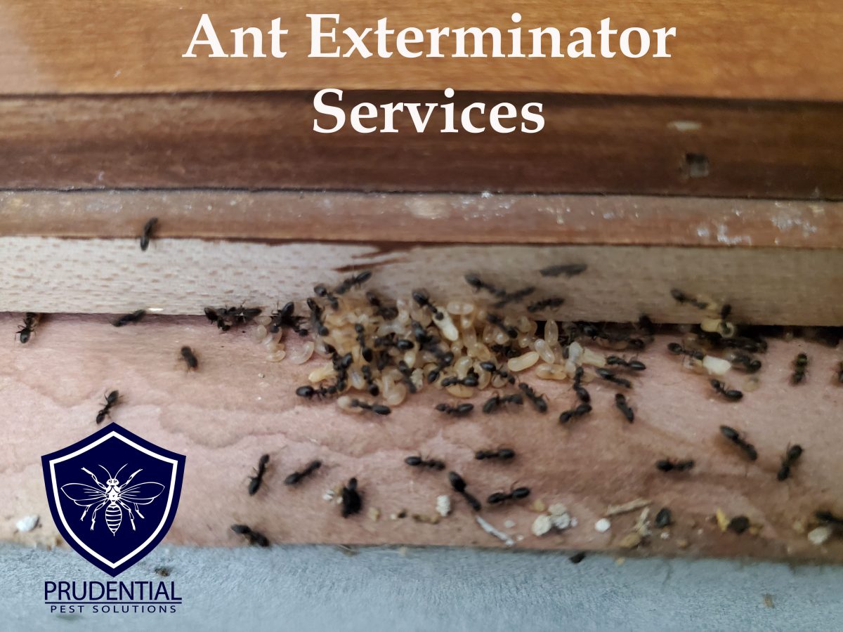 ant exterminator